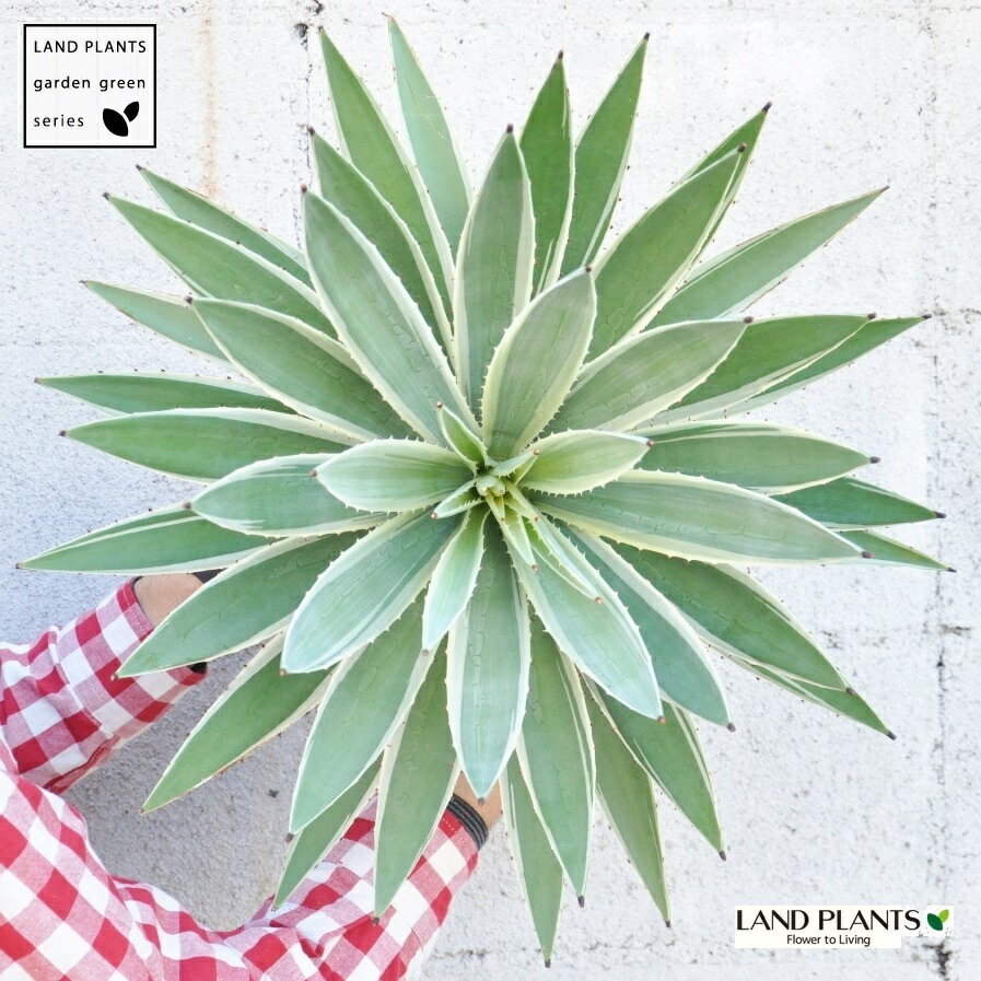 <br><br>�����١����������ϥ����󥳥��� ���� ���饢����ȭ 8��ʥС������åס� <br>ȭ���� ȭ �� �֥�å� �緿 ���տ�ʪ ����̵�� <br>������ ��奦���ĥ�� ����ե���˥� ε���� ������ �������� �����٥ϥ����󥳥�