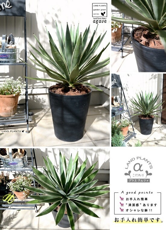 <br><br>�����١����������ϥ����󥳥��� ���� ���饢����ȭ 8��ʥС������åס� <br>ȭ���� ȭ �� �֥�å� �緿 ���տ�ʪ ����̵�� <br>������ ��奦���ĥ�� ����ե���˥� ε���� ������ �������� �����٥ϥ����󥳥�