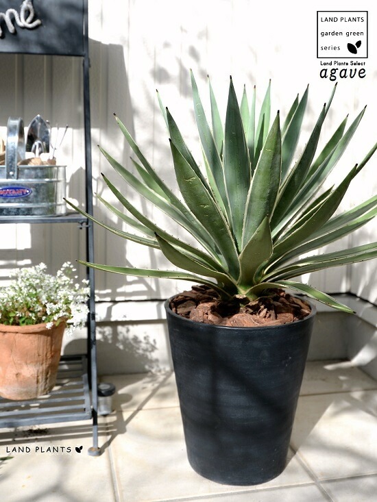 <br><br>�����١����������ϥ����󥳥��� ���� ���饢����ȭ 8��ʥС������åס� <br>ȭ���� ȭ �� �֥�å� �緿 ���տ�ʪ ����̵�� <br>������ ��奦���ĥ�� ����ե���˥� ε���� ������ �������� �����٥ϥ����󥳥�