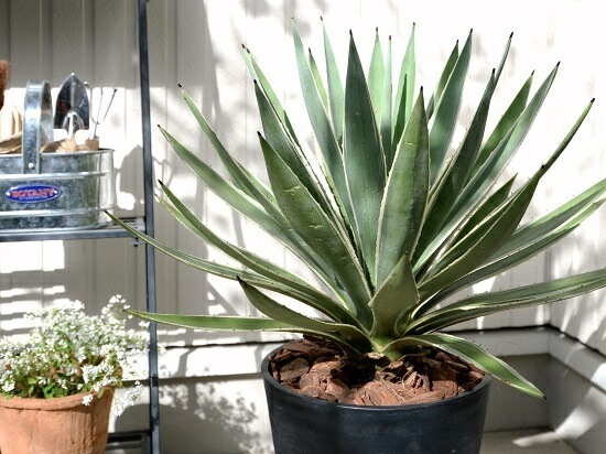 <br><br>�����١����������ϥ����󥳥��� ���� ���饢����ȭ 8��ʥС������åס� <br>ȭ���� ȭ �� �֥�å� �緿 ���տ�ʪ ����̵�� <br>������ ��奦���ĥ�� ����ե���˥� ε���� ������ �������� �����٥ϥ����󥳥�