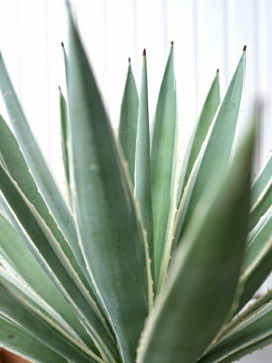 <br><br>�����١����������ϥ����󥳥��� ���� ���饢����ȭ 8��ʥС������åס� <br>ȭ���� ȭ �� �֥�å� �緿 ���տ�ʪ ����̵�� <br>������ ��奦���ĥ�� ����ե���˥� ε���� ������ �������� �����٥ϥ����󥳥�