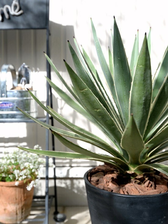 <br><br>�����١����������ϥ����󥳥��� ���� ���饢����ȭ 8��ʥС������åס� <br>ȭ���� ȭ �� �֥�å� �緿 ���տ�ʪ ����̵�� <br>������ ��奦���ĥ�� ����ե���˥� ε���� ������ �������� �����٥ϥ����󥳥�