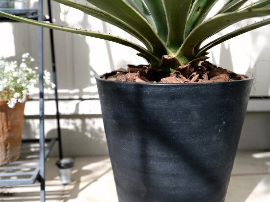 <br><br>�����١����������ϥ����󥳥��� ���� ���饢����ȭ 8��ʥС������åס� <br>ȭ���� ȭ �� �֥�å� �緿 ���տ�ʪ ����̵�� <br>������ ��奦���ĥ�� ����ե���˥� ε���� ������ �������� �����٥ϥ����󥳥�