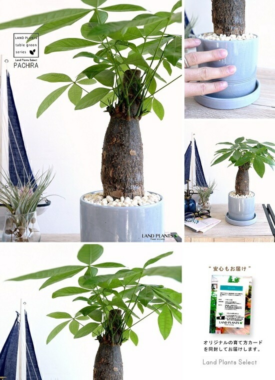 <br><br>�ѥ���ʴ��������ס� �֤䤫�ޥ�� ���������� ƫ��ȭ�ʿ忧�� <br>3�饤�� �����ѥ��� �������ƥ��� ȯ��� ������� ��������߽Ф��� <br>ȭ���� ȭ �� ���� ���տ�ʪ �� �� �֥롼 �� �饦��� <br>ƫ�� ƫ��ȭ ����̵��