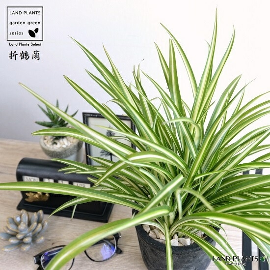 新品　観葉植物　オリヅルラン dショッピング |（観葉植物）オリヅルラン 3号（1ポット