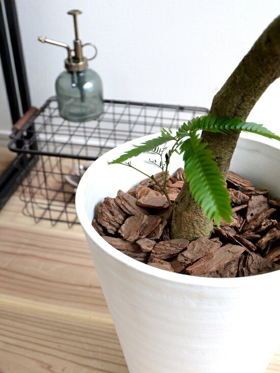 観葉植物 エバーフレッシュ ねむの木 ネムノキ 曲がり　８号白セラアート鉢 観葉植物 エバーフレッシュ ねむの木 ネムノキ 曲がり 8号白