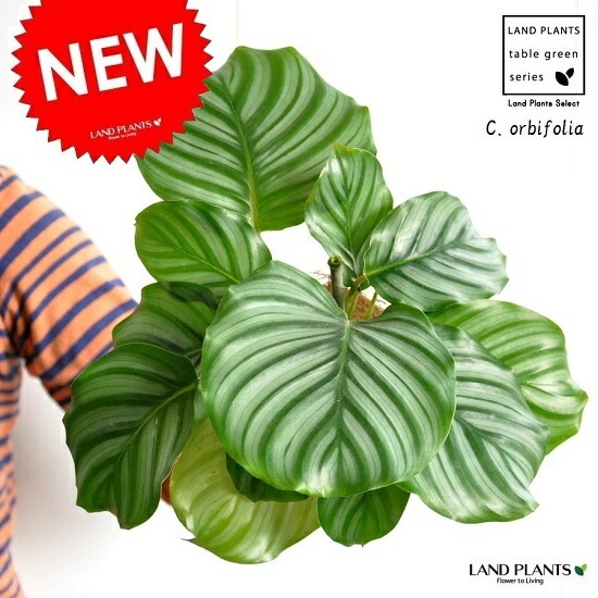 <br><br>�ڤ���� ����ƥ��ʥ���ӥե��ꥢ�� �� �ץ饹���å�ȭ 4�� <br>��Calathea orbifolia�����������󡡷�Ϸ�������ݥ���Ⱦò������տ�ʪ
