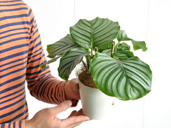 <br><br>�ڤ���� ����ƥ��ʥ���ӥե��ꥢ�� �� �ץ饹���å�ȭ 4�� <br>��Calathea orbifolia�����������󡡷�Ϸ�������ݥ���Ⱦò������տ�ʪ