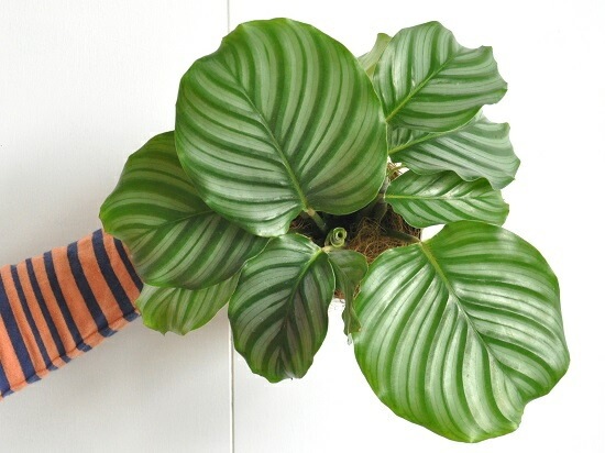 <br><br>�ڤ���� ����ƥ��ʥ���ӥե��ꥢ�� �� �ץ饹���å�ȭ 4�� <br>��Calathea orbifolia�����������󡡷�Ϸ�������ݥ���Ⱦò������տ�ʪ