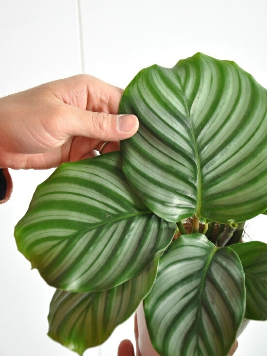 <br><br>�ڤ���� ����ƥ��ʥ���ӥե��ꥢ�� �� �ץ饹���å�ȭ 4�� <br>��Calathea orbifolia�����������󡡷�Ϸ�������ݥ���Ⱦò������տ�ʪ
