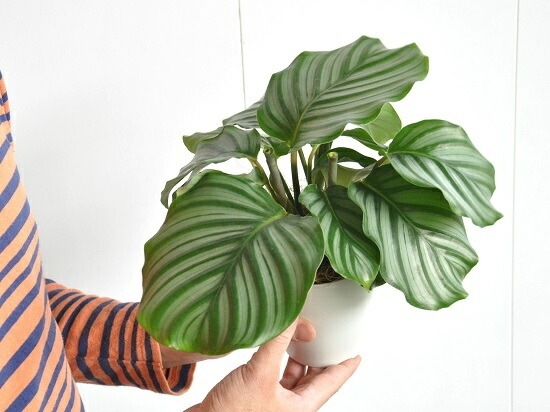 <br><br>�ڤ���� ����ƥ��ʥ���ӥե��ꥢ�� �� �ץ饹���å�ȭ 4�� <br>��Calathea orbifolia�����������󡡷�Ϸ�������ݥ���Ⱦò������տ�ʪ