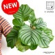 <br><br>�ڤ���� ����ƥ��ʥ���ӥե��ꥢ�� �� �ץ饹���å�ȭ 4�� <br>��Calathea orbifolia�����������󡡷�Ϸ�������ݥ���Ⱦò������տ�ʪ