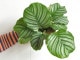 <br><br>�ڤ���� ����ƥ��ʥ���ӥե��ꥢ�� �� �ץ饹���å�ȭ 4�� <br>��Calathea orbifolia�����������󡡷�Ϸ�������ݥ���Ⱦò������տ�ʪ