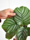 <br><br>�ڤ���� ����ƥ��ʥ���ӥե��ꥢ�� �� �ץ饹���å�ȭ 4�� <br>��Calathea orbifolia�����������󡡷�Ϸ�������ݥ���Ⱦò������տ�ʪ