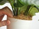 <br><br>�ڤ���� ����ƥ��ʥ���ӥե��ꥢ�� �� �ץ饹���å�ȭ 4�� <br>��Calathea orbifolia�����������󡡷�Ϸ�������ݥ���Ⱦò������տ�ʪ