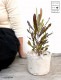 <br>�ɥɥʥ��� �� �⥹�ݥå� ���������� ƫ��ȭ��ŷ�����С�<br>�ץ�ץ쥢 �������ȥ�ꥢ�ץ��� ���������ץ��� <br>���ռ� ȭ���� ȭ �Ǿ� �ƥ饳�å� <br>�� �ۥ磻�� �� �ݷ� <br>���տ�ʪ ��ʪ ����̵��