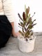 <br>�ɥɥʥ��� �� �⥹�ݥå� ���������� ƫ��ȭ��ŷ�����С�<br>�ץ�ץ쥢 �������ȥ�ꥢ�ץ��� ���������ץ��� <br>���ռ� ȭ���� ȭ �Ǿ� �ƥ饳�å� <br>�� �ۥ磻�� �� �ݷ� <br>���տ�ʪ ��ʪ ����̵��