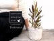 <br>�ɥɥʥ��� �� �⥹�ݥå� ���������� ƫ��ȭ��ŷ�����С�<br>�ץ�ץ쥢 �������ȥ�ꥢ�ץ��� ���������ץ��� <br>���ռ� ȭ���� ȭ �Ǿ� �ƥ饳�å� <br>�� �ۥ磻�� �� �ݷ� <br>���տ�ʪ ��ʪ ����̵��