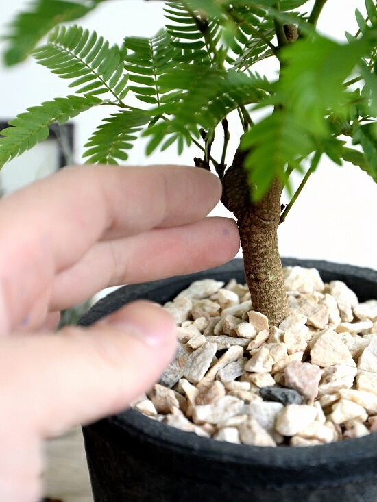 ���С��ե�å��� �ʹ����˥⥹�ݥå� ���������� �ƥ饳�å�ȭ <br>ȭ���� ȭ �� ���� ���տ�ʪ ����̵�� <br>��ȭ ȭ���� ƫ�� �Ǿ� �� �֥�å� ���� �� ���졼