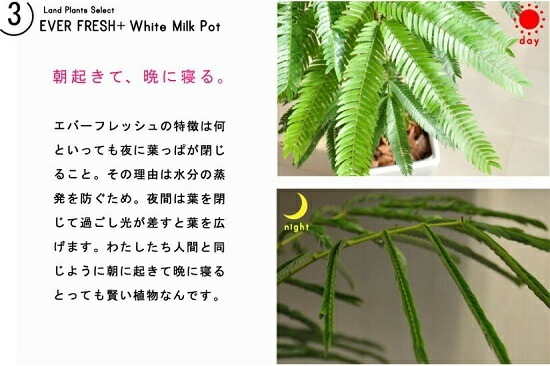 ���С��ե�å��� �ʹ����˥⥹�ݥå� ���������� �ƥ饳�å�ȭ <br>ȭ���� ȭ �� ���� ���տ�ʪ ����̵�� <br>��ȭ ȭ���� ƫ�� �Ǿ� �� �֥�å� ���� �� ���졼