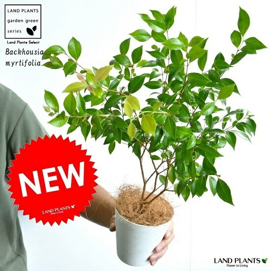 <br><br>�ڤ���� ���ʥ��ޡ��ȥ� 4�� �� �ץ饹���å�ȭ ���ȥ顼�롡<br>Backhousia myrtifolia�����ʥ�󥮥�Х�����ȭ������<br>�ġ����ڡ�����ޡ��ȥ롦�ϡ��֥ƥ�����<br>�˥å����Х륳�˥��ȡ��ݥ���Ⱦò������տ�ʪ���ϡ���