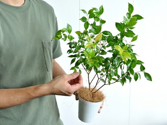 <br><br>�ڤ���� ���ʥ��ޡ��ȥ� 4�� �� �ץ饹���å�ȭ ���ȥ顼�롡<br>Backhousia myrtifolia�����ʥ�󥮥�Х�����ȭ������<br>�ġ����ڡ�����ޡ��ȥ롦�ϡ��֥ƥ�����<br>�˥å����Х륳�˥��ȡ��ݥ���Ⱦò������տ�ʪ���ϡ���