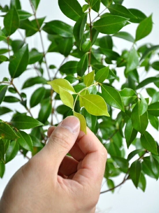 <br><br>�ڤ���� ���ʥ��ޡ��ȥ� 4�� �� �ץ饹���å�ȭ ���ȥ顼�롡<br>Backhousia myrtifolia�����ʥ�󥮥�Х�����ȭ������<br>�ġ����ڡ�����ޡ��ȥ롦�ϡ��֥ƥ�����<br>�˥å����Х륳�˥��ȡ��ݥ���Ⱦò������տ�ʪ���ϡ���