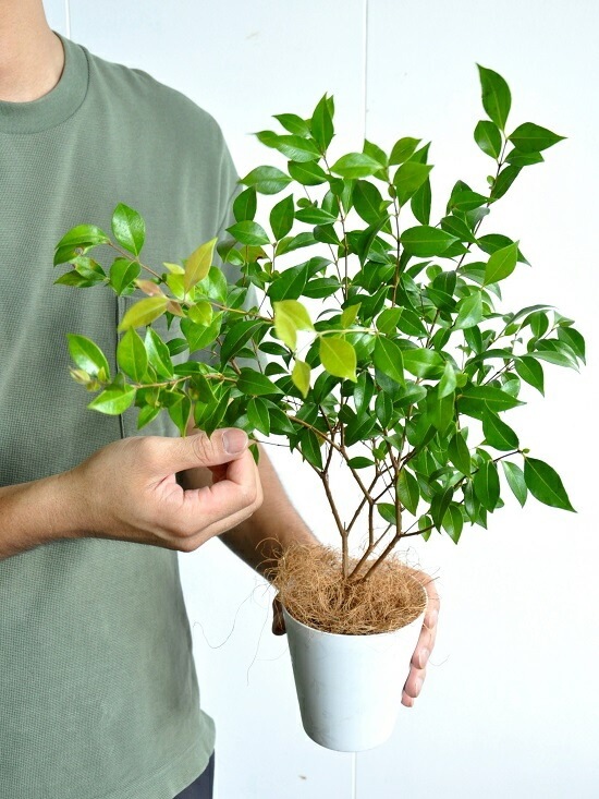 <br><br>�ڤ���� ���ʥ��ޡ��ȥ� 4�� �� �ץ饹���å�ȭ ���ȥ顼�롡<br>Backhousia myrtifolia�����ʥ�󥮥�Х�����ȭ������<br>�ġ����ڡ�����ޡ��ȥ롦�ϡ��֥ƥ�����<br>�˥å����Х륳�˥��ȡ��ݥ���Ⱦò������տ�ʪ���ϡ���