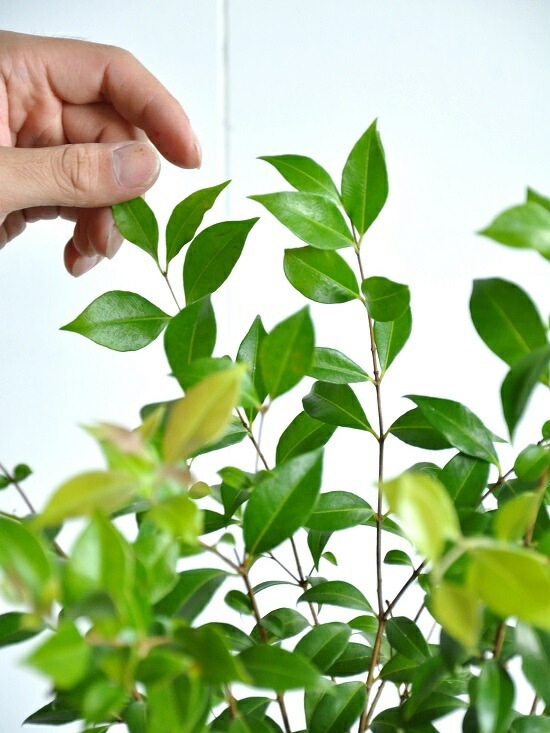<br><br>�ڤ���� ���ʥ��ޡ��ȥ� 4�� �� �ץ饹���å�ȭ ���ȥ顼�롡<br>Backhousia myrtifolia�����ʥ�󥮥�Х�����ȭ������<br>�ġ����ڡ�����ޡ��ȥ롦�ϡ��֥ƥ�����<br>�˥å����Х륳�˥��ȡ��ݥ���Ⱦò������տ�ʪ���ϡ���