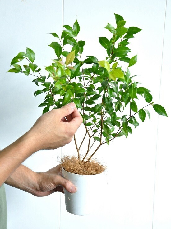 <br><br>�ڤ���� ���ʥ��ޡ��ȥ� 4�� �� �ץ饹���å�ȭ ���ȥ顼�롡<br>Backhousia myrtifolia�����ʥ�󥮥�Х�����ȭ������<br>�ġ����ڡ�����ޡ��ȥ롦�ϡ��֥ƥ�����<br>�˥å����Х륳�˥��ȡ��ݥ���Ⱦò������տ�ʪ���ϡ���