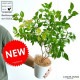 <br><br>�ڤ���� ���ʥ��ޡ��ȥ� 4�� �� �ץ饹���å�ȭ ���ȥ顼�롡<br>Backhousia myrtifolia�����ʥ�󥮥�Х�����ȭ������<br>�ġ����ڡ�����ޡ��ȥ롦�ϡ��֥ƥ�����<br>�˥å����Х륳�˥��ȡ��ݥ���Ⱦò������տ�ʪ���ϡ���