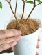 <br><br>�ڤ���� ���ʥ��ޡ��ȥ� 4�� �� �ץ饹���å�ȭ ���ȥ顼�롡<br>Backhousia myrtifolia�����ʥ�󥮥�Х�����ȭ������<br>�ġ����ڡ�����ޡ��ȥ롦�ϡ��֥ƥ�����<br>�˥å����Х륳�˥��ȡ��ݥ���Ⱦò������տ�ʪ���ϡ���