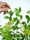 <br><br>�ڤ���� ���ʥ��ޡ��ȥ� 4�� �� �ץ饹���å�ȭ ���ȥ顼�롡<br>Backhousia myrtifolia�����ʥ�󥮥�Х�����ȭ������<br>�ġ����ڡ�����ޡ��ȥ롦�ϡ��֥ƥ�����<br>�˥å����Х륳�˥��ȡ��ݥ���Ⱦò������տ�ʪ���ϡ���