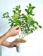 <br><br>�ڤ���� ���ʥ��ޡ��ȥ� 4�� �� �ץ饹���å�ȭ ���ȥ顼�롡<br>Backhousia myrtifolia�����ʥ�󥮥�Х�����ȭ������<br>�ġ����ڡ�����ޡ��ȥ롦�ϡ��֥ƥ�����<br>�˥å����Х륳�˥��ȡ��ݥ���Ⱦò������տ�ʪ���ϡ���