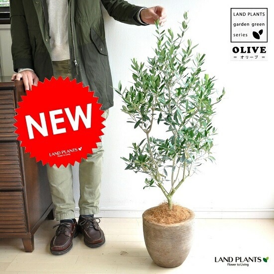 オリーブの木　イタリア製　テラコッタ鉢植え　エルグレコ　H122 Amazon｜オリーブ 木 イタリア製 テラコッタ 鉢植え エルグレコ｜観葉
