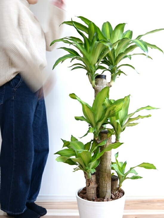 観葉植物 約1メートル 白い鉢　幸福の木　ドラセナ、マッサンゲアナ 観葉植物 大型 マッサン 幸福の木 10号 鉢カバー 白 | 移転祝い 開店