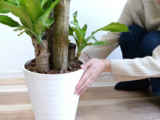 観葉植物 約1メートル 白い鉢　幸福の木　ドラセナ、マッサンゲアナ 観葉植物 本物 幸福の木 ドラセナ・マッサンゲアナ 8号 選べる鉢カバー