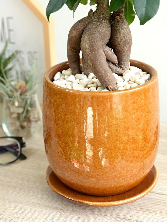 がじゅまる dショッピング |ガジュマル（幹太） セメント製 ドロップ型 陶器鉢 S