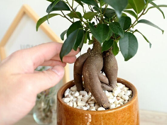 br><br>ガジュマル（幹太タイプ） オレンジ 落ち着きある ラウンド型