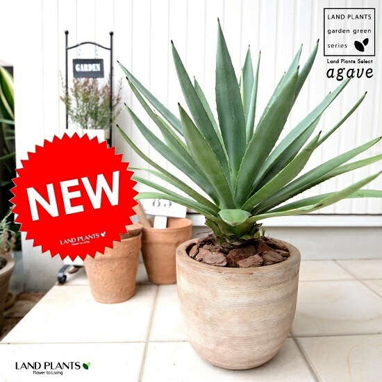 br><br>【希少】 アガベ（緑葉） デザインの良い テラコッタ鉢 アオノ