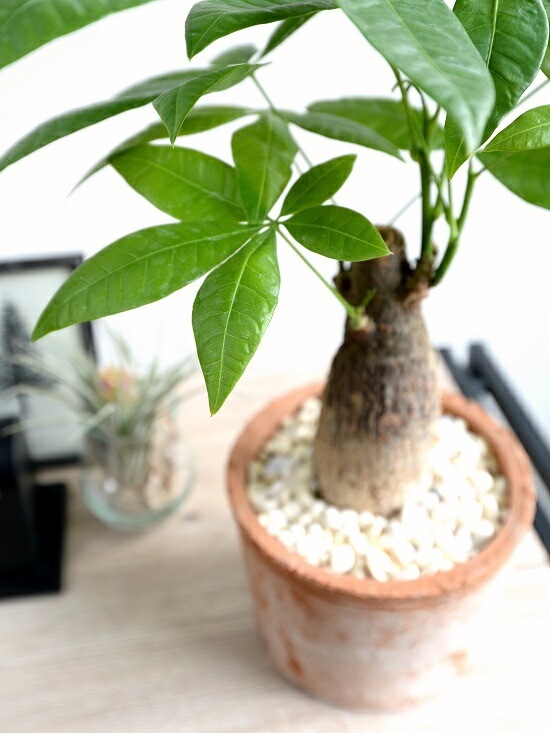 <br><br>�ѥ���ʴ����� �⥹�ݥå� ���������� ���㿧�� �ƥ饳�å� <br>�����ѥ��� �������ƥ��� ȯ��� ������� ��������߽Ф��� <br>ȭ���� ȭ �� ���� ���տ�ʪ �� �֥饦�� �� �饦��� <br>ƫ�� ƫ��ȭ �Ǿ� �Ǿ�ȭ ����̵��