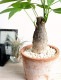 <br><br>�ѥ���ʴ����� �⥹�ݥå� ���������� ���㿧�� �ƥ饳�å� <br>�����ѥ��� �������ƥ��� ȯ��� ������� ��������߽Ф��� <br>ȭ���� ȭ �� ���� ���տ�ʪ �� �֥饦�� �� �饦��� <br>ƫ�� ƫ��ȭ �Ǿ� �Ǿ�ȭ ����̵��