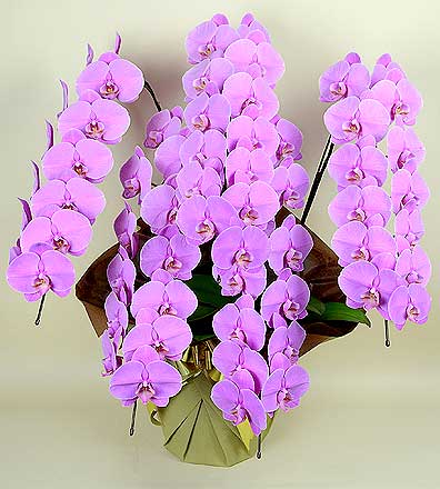 ���ظ�ĳ�� ����Ω��L���������ԥ󥯣���������