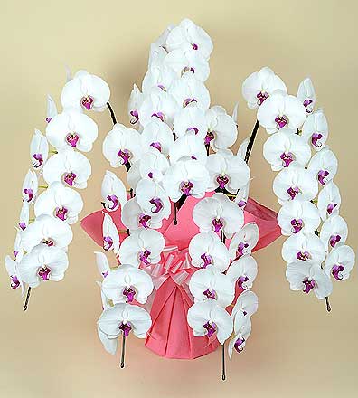 ���ظ�ĳ�� ����Ω��L�����������֥�åף���������