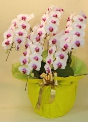 ���ظ�ĳ�� ����Ω��L�����������֥�åף���������