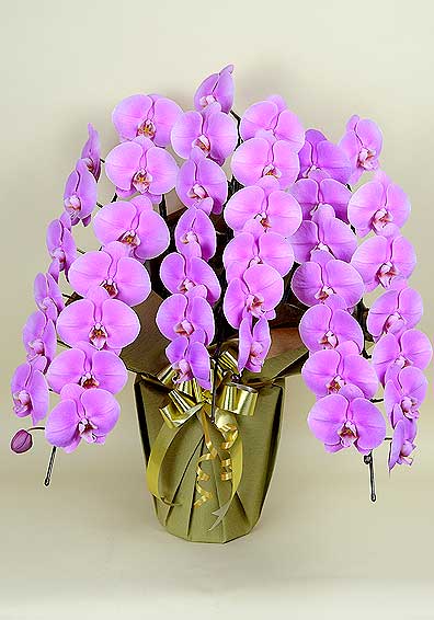 大輪胡蝶蘭３本立8寸鉢新品 胡蝶蘭 白大輪 3本立ち響 8寸鉢（コチョウラン) 開店祝い/お祝い