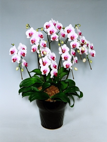 ミディ胡蝶蘭 7本立<br>Lサイズ 白赤リップ<br>49輪前後 | 商品