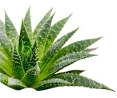 【アロマゾーン】　アロエベラジェル　（エコサート認証オーガニック　有機） BIO Aloe Vera Gel　【250ml】