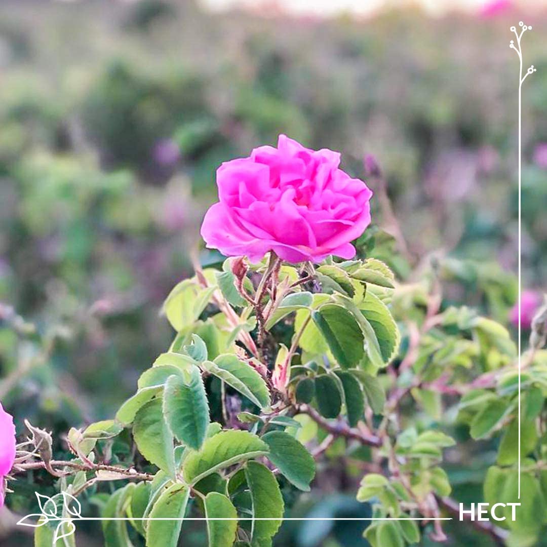 プラナロム】 ローズ (ダマスクローズ） 精油 《お得な5mlサイズ