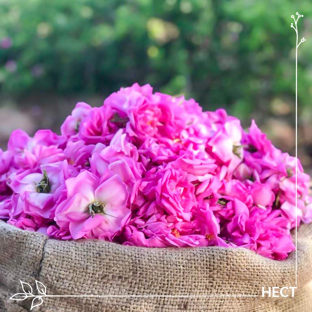 新品】PRANARŌM ダマスクローズ エッセンシャルオイル5ml